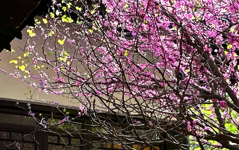 향기를 찾아 매화를 찾다!