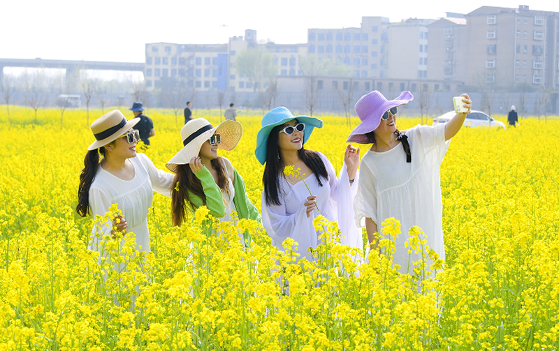 린이, 유채꽃 바다에 관광객 취하다