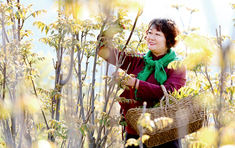 린이：대고산에서 향기 짙은 참두릅 만개