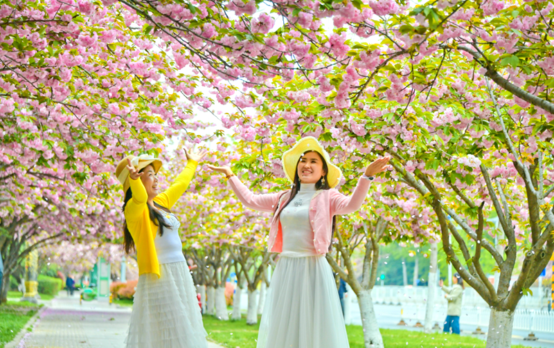벚꽃거리, 린이를 아름답게 물들이다
