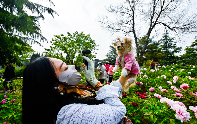 린이：진귀한 모란꽃 만발, 낭야를 물들이다