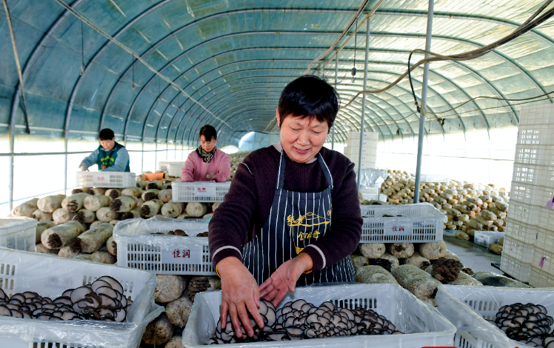 린이: '작은 버섯'으로 농촌 진흥 '대산업'을 이끈다