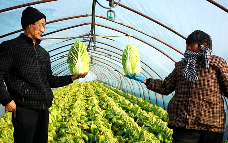 린이, 특색 다원 산업으로 농가 소득 늘려