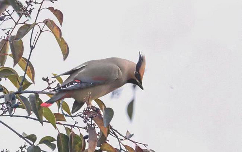 린이이남: 희귀! 백여 마리 '길상새' 아름답게 춤추며 동절기 보내다